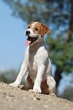 PARSON RUSSEL TERRIER 071